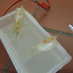 2016-experiment-low-cost-elektrolyse-4